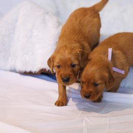 Golden Retriever Puppies from Golden Wiggle Retrievers