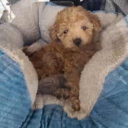 Aussiedoodle, Poodle, and Toy Australian Shepherd Puppies from Heartland Ranch