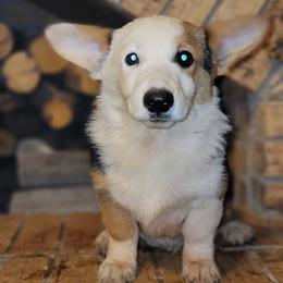 Boy 1 - Pembroke Welsh Corgi puppy in Anton, Texas from X Bar's Lil Legs of Texas