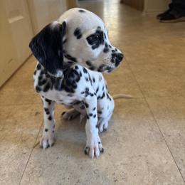 Franklin Jonas - White and black male Dalmatian puppy in Fort Cavasos, Texas from Mainstreet Dalmation