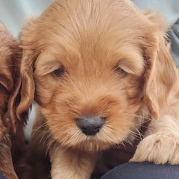 Max - Red male Australian Labradoodle puppy in Ocala, Florida from Vinton Valley Australian Labradoodles