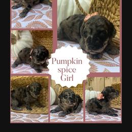 Pumpkin Spice - Blue merle female Sheepadoodle puppy in Columbia, Tennessee from Primrose Cottage Puppies