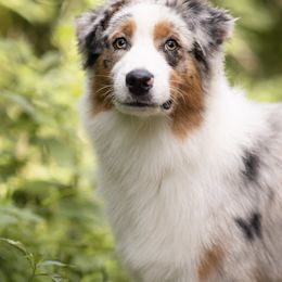 Pan - Blue merle male Australian Shepherd puppy in Elizabethtown, Kentucky from Lilyoaks Australian Shepherds