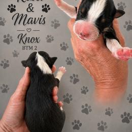 Knox - Black tri-color male Australian Shepherd puppy in Magee, Mississippi from Paint ByNumbers Ranch