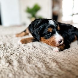 Archer - Tri-color Bernedoodle puppy in Grants Pass, Oregon from Royal Empire Bernedoodles