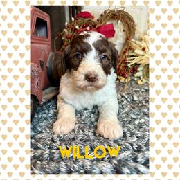 Goldendoodle Puppies from Fire Wife Doodles