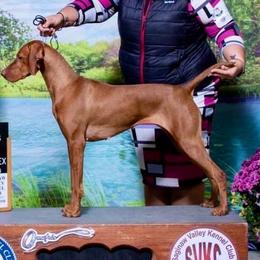 Willow - Vizsla