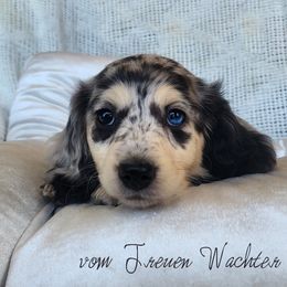 Hunter - Dapple female Dachshund puppy in Grants Pass, Oregon from vom Treuen Wachter