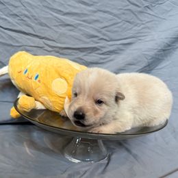 Parmesan - White male German Shepherd puppy in Magnolia, Texas from K & Q Shepherds