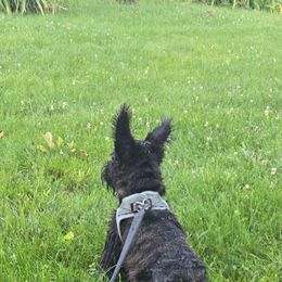 Freddie - Black male Scottish Terrier puppy in Mancelona, Michigan from Stefany Farm of Happiness