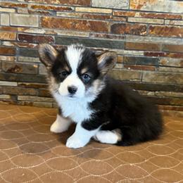 Boy 1 - Black and tan male Pembroke Welsh Corgi puppy in Visalia, California from VIP Stables