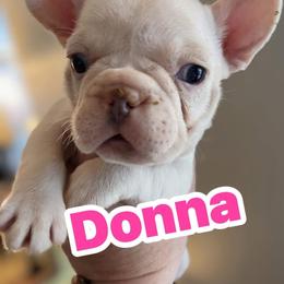 Donna - Cream female French Bulldog puppy in Seneca, South Carolina from Burrell’s Bulldog Kingdom