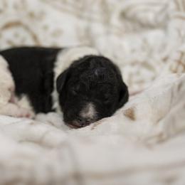 Rowan - Tri-color male Bernedoodle puppy in Delta, Pennsylvania from KEE Bernedoodles