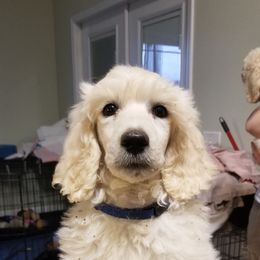 Girl 4 - White Poodle puppy in Jay, Florida from Purpose Bred Poodles