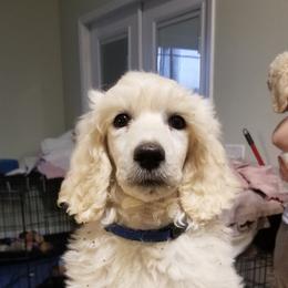 Girl 4 - White Poodle puppy in Jay, Florida from Purpose Bred Poodles