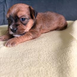 Boy 1 - Black and tan male Shorkie puppy in Florida from Shih tzus and Shorkies Galore