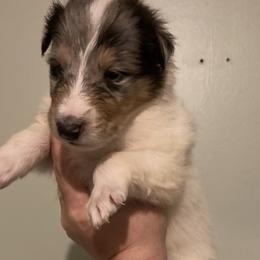 Chewie - Collie puppy from Medicine Wheel Farms and Kennels