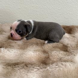 Blue boy - Blue male Boston Terrier puppy in Madera Acres, California from Muggin Bostons Terriers and Mini Dachshund
