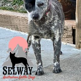 Stella - Australian Cattle Dog