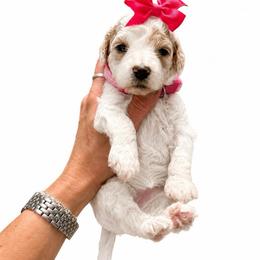 Bo Peep - Parti female Goldendoodle puppy in Hot Springs, Arkansas from Hot Springs Kennels