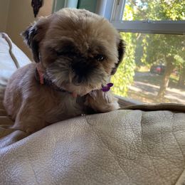 Peanut - Shih Tzu