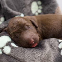 Ganache - Chocolate Dachshund puppy in North Reading, Massachusetts from The Well Tempered Dachshund