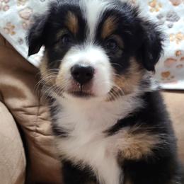 Miniature Australian Shepherd and Toy Australian Shepherd Puppies from Beasley Acres Aussies