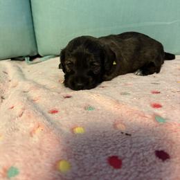 Yellow brindle - Brindle female Dachshund puppy in Live Oak, Florida from The Weenie Herd Mom
