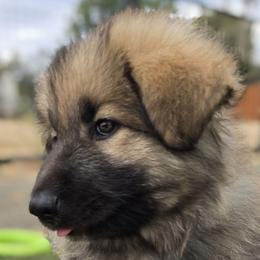Skywalker - Black and beige male Shiloh Shepherd puppy in Anza, California from Stunning Shiloh Shepherds