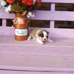 Chocolate Chip Frappe - Chocolate merle male Pomeranian puppy in Ada, Oklahoma from Once Upon A Puff