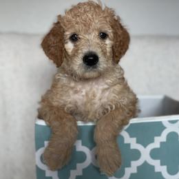 Goldendoodle Puppies from AZ/CO Designer Goldendoodles