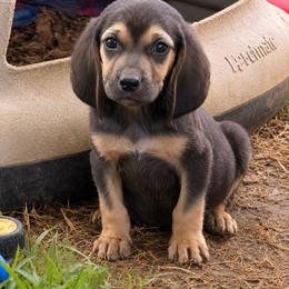 Rocko - Black and tan male Bloodhound puppy in Conway, Missouri from Ozark Mountain Kennel
