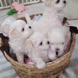 Maltese from Cher Chien Maltese