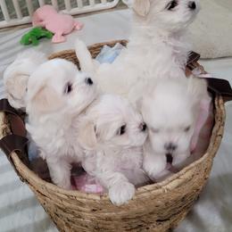 Maltese from Cher Chien Maltese