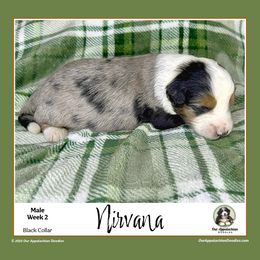 NIRVANA (Black Collar) - Blue merle male Aussiedoodle puppy in Branchland, West Virginia from Our Appalachian Doodles