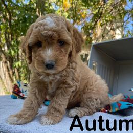 Autumn - Aussiedoodle puppy from Draper Mountain Doodles