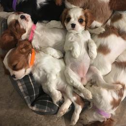 Cavalier King Charles Spaniel Puppies from Colorful Cavaliers