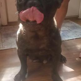 Emma - French Bulldog