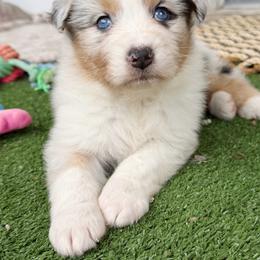 Chief - Blue merle male Australian Shepherd puppy in Kearney, Nebraska from Helix Aussies