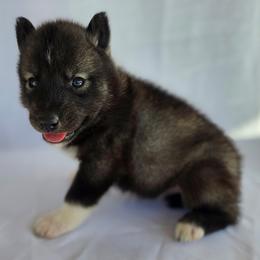 Zeus - From Health Tested Parents - Agouti and white male Siberian Husky puppy in Los Angeles, California from Limitless Huskies