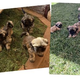 Shih Tzu Puppies from wendy plunk
