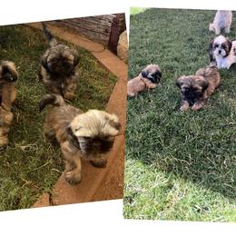Shih Tzu Puppies from wendy plunk