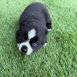 Baloo - Black and white male Pomsky puppy in La Vergne, Tennessee from Atencio Pomsky