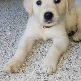 Boy 2 - Light golden male Golden Retriever puppy in Phoenix, Maryland from Tamarind Goldens