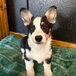 Rocket - Black and tan male Pembroke Welsh Corgi puppy in Cooper, Texas from S7 Corgis and Chaos