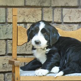 Girl 4 - Black and white Aussiedoodle puppy in Ashland, Ohio from Part of the Family