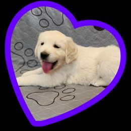 Purple girl - Light golden Golden Retriever puppy in Albuquerque, New Mexico from Teeter's Desert  Goddess Goldens