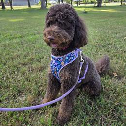 Willow - Goldendoodle