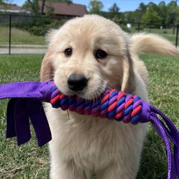 Light Green 11 - Golden female Golden Retriever puppy in Mills River, North Carolina from Appalachian Dog Training LLC