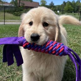 Light Green 11 - Golden female Golden Retriever puppy in Mills River, North Carolina from Appalachian Dog Training LLC